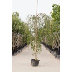 Prieelberk Betula pendula Youngii h 250 cm st. omtrek 8 cm st. h 220 cm