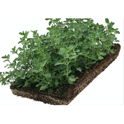 Plantenmat vasteplanten Kattenkruid Nepeta prijs per 1m2 cm Covergreen - Covergreen