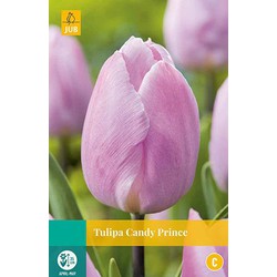 Tulipa Candy Prince