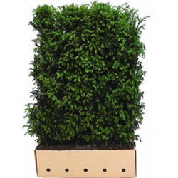 Taxus baccata 120 cm - Quickhedge