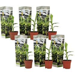Musa Basjoo - Set van 6 - Bananenplant - Tuinplant - Pot 9cm - Hoogte 25-40cm
