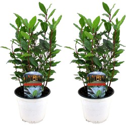 Keukenlaurier- Set van 2 - Laurus Nobilis - Pot 14cm - Hoogte 30-40cm