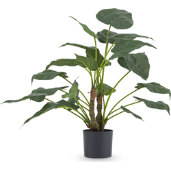 Hoyz Greenery - Kunstplant Alocasia Cucullata 53 cm