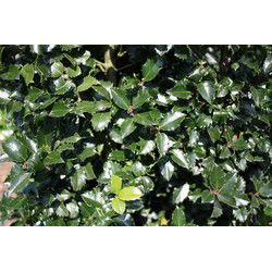 Ilex meserveae Blue Prince 200 cm