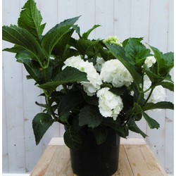 Hortensia Hydrangea wit groot 80 cm - Warentuin Natuurlijk