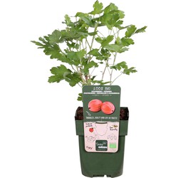 Hello Plants Ribes Uva-Crispa Captivator Rode Kruisbes - Bessenstruik - Ø 13 cm - Hoogte: 45 cm