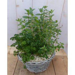 Mandje met vier kruiden plantjes diameter 30 cm