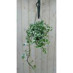 Hangplant Epipremnum groen wit