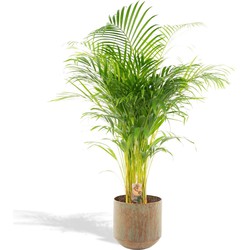 Hello Plants Areca Palm Goudpalm XXL - Ø 24 cm Pot Groen - Hoogte: 130 cm