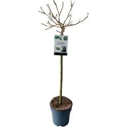 Salix Helvetica - Dwergwilg - Boompje - ⌀19 cm - Hoogte 80-90 cm