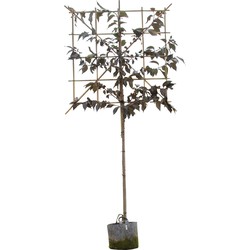 Rode Japanse sierkers leiboom 180 cm Prunus serrulata Royal Burgundy 300 cm leirek 120x150 cm