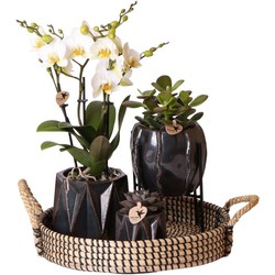 Complete Planten set Sturdy | Groene planten set met witte Phalaenopsis Orchidee, Schefflera en Sansevieria incl. sierpotten & accessoires