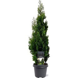 Thuja occidentalis Degroot Spire 60-80 cm Conifeer