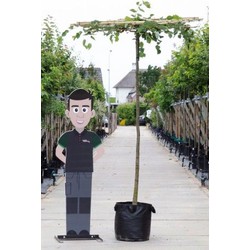 Linde vierkant dak Tilia europea h 250 cm st. omtrek 16 cm st. h 240 cm