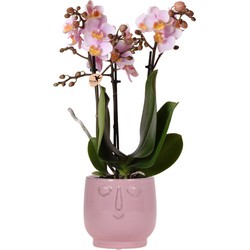 Kolibri Orchids | Roze Phalaenopsis orchidee – Andorra + Happy Face sierpot pink – potmaat Ø9cm – 40cm hoog | bloeiende kamerplant in bloempot - vers van de kweker