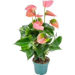 Floraya - Anthurium Flamingoplant rosé per stuk -  ⌀12 cm - ↕50 cm