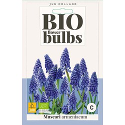 3 stuks - Muscari armeniacum 8 bollen