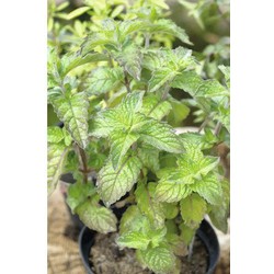 Mentha pip. 'Grapefruit'