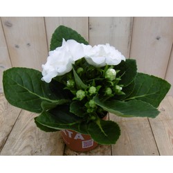 Kamerplant Gloxinia wit