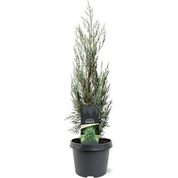 Juniperus scopulorum Moonglow 50-60 cm Conifeer