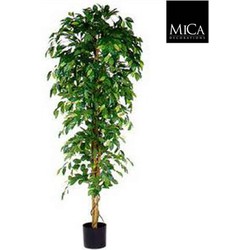 Mica Decorations ficus benjamina h200d85 groen in pot