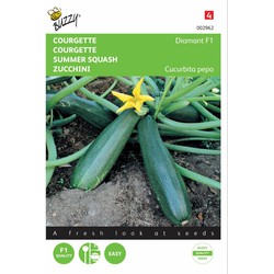 2 stuks - Zucchini Courgette Diamant F1