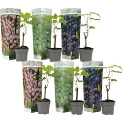 Druivenplanten - Mix van 6 - Vitis Vinifera - Pot 9cm - Hoogte 25-40cm