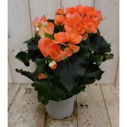 Kamerplant Begonia dubbelbloemig oranje