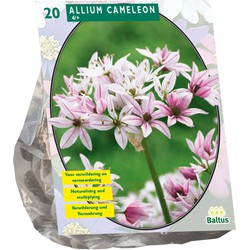 Bollen Allium Cameleon 20 stuks