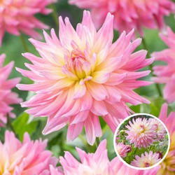 Dahlia 'Melody Gipsy' - Set van 3 - Dahliaknollen