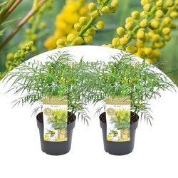 Mahonia 'Soft Caress' - Set van 2 - Mahonie - Pot 13cm - Hoogte 30-40cm