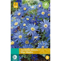 5 stuks - Anemone bl. Blue Shades 12 bollen