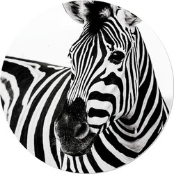 Muurcirkel Zebra