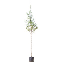 2 stuks! Witte himalaya berk Betula ut. jacquemontii h 250 cm st. omtrek 8 cm boom - Warentuin Natuurlijk