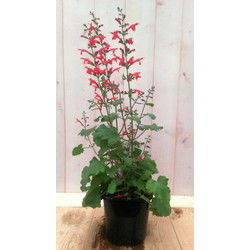 3 stuks - Salvia Salie rood