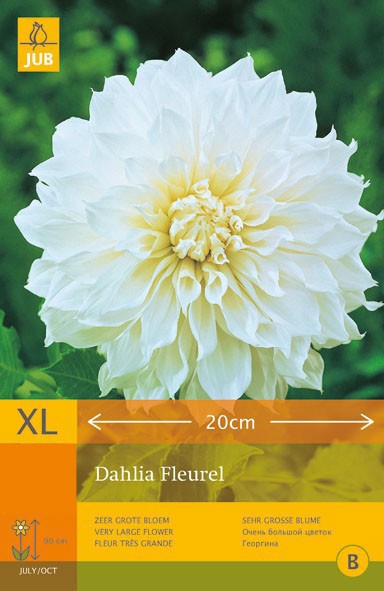 2 stuks - 1 Dahlia Fleurel - JUB - 