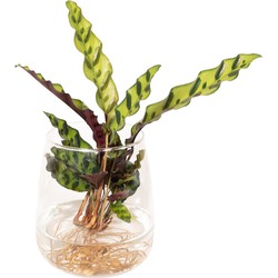 Hello Plants Calathea Insignis in Kingston glas - Ø 4 cm - Hoogte: 30 cm