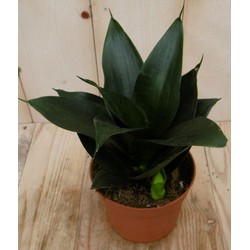 Kamerplant Vrouwentong Sansevieria donkergroen mini