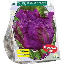 Tulipa Negrita Parrot Parkiet per 10 bloembollen