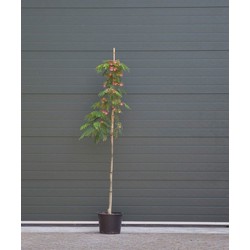 2 stuks! Perzische slaapboom Albizia julibrissin h 210 cm boom