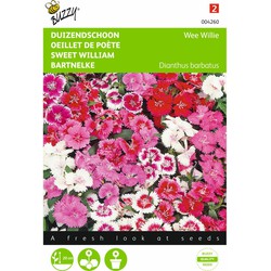 2 stuks - Dianthus Barbatus Wee Willie Gemengd