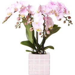 Kolibri Orchids | roze phalaenopsis orchidee Portugal + Mosa sierpot roze - potmaat Ø9cm | bloeiende kamerplant - vers van de kweker