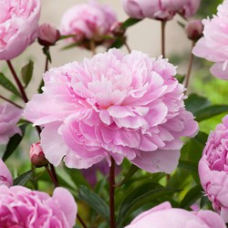 Paeonia pioen 'Sarah Bernhardt' - Set van 2 - Pioenrozen - Roze