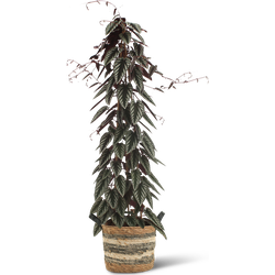 We Love Plants - Cissus Discolor Piramide + Mand Francien - 150 cm hoog - Grote kamerplant