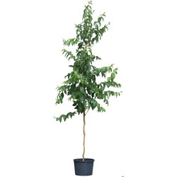 Zevenzonenboom solitair Heptacodium Miconioides 162,5 cm