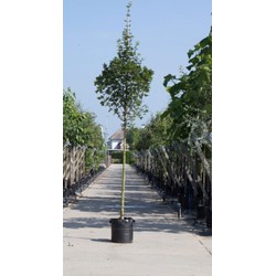 Spaanse aak Acer campestre Huibers Elegant h 250 cm st. omtrek 8 cm