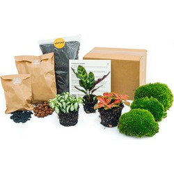 URBANJNGL - Planten terrarium pakket - Calathea Lancifolia - 3 terrarium planten - Navul & Startpakket DIY terrarium - Mini ecosysteem plant