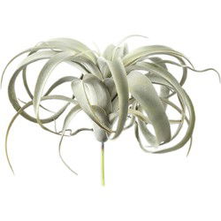 PTMD Kunstplant Tillandsia - 18x24x25 cm - Polyester - Groen