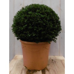 Taxus 30 cm