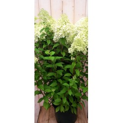 Pluim Hortensia Hydrangea Wit Groot